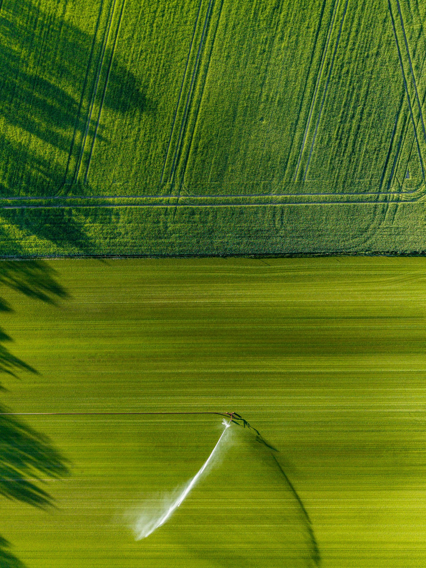 Risparmiare acqua prendendosi cura della vegetazione
